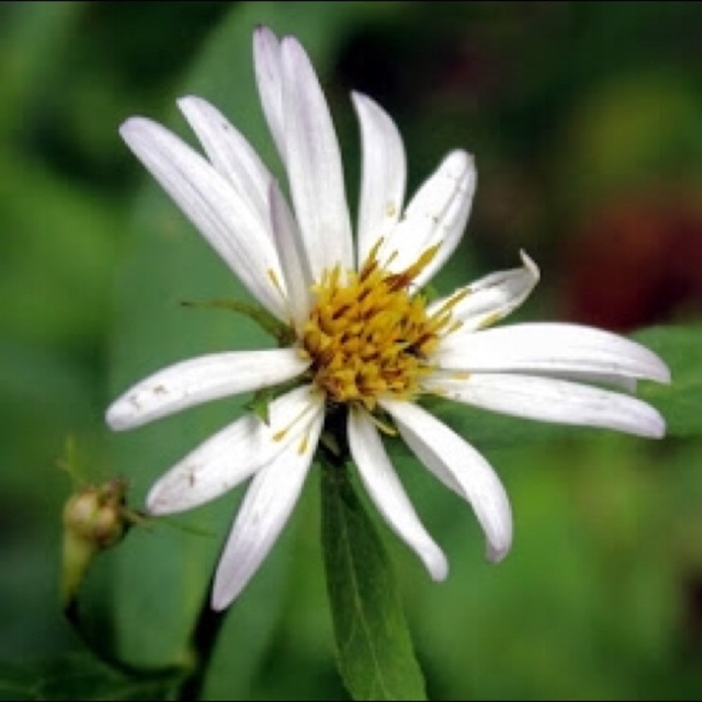 Meet your Posher, Miriam